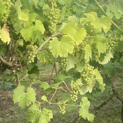 Vineyard pics (12)