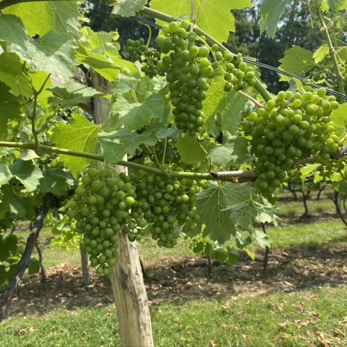 Vineyard pics (13)
