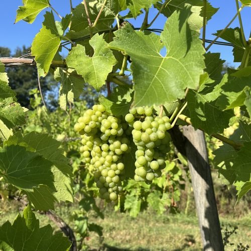 Vineyard pics (27)