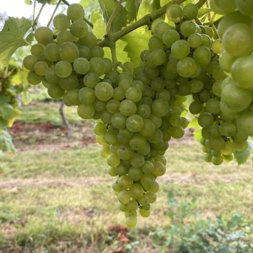 Vineyard pics (3)