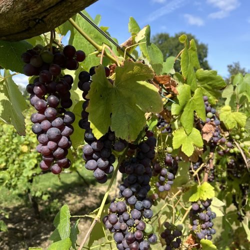 Vineyard pics (39)