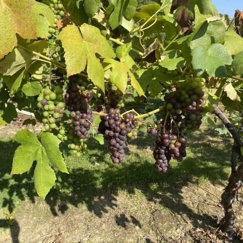 Vineyard pics (9)